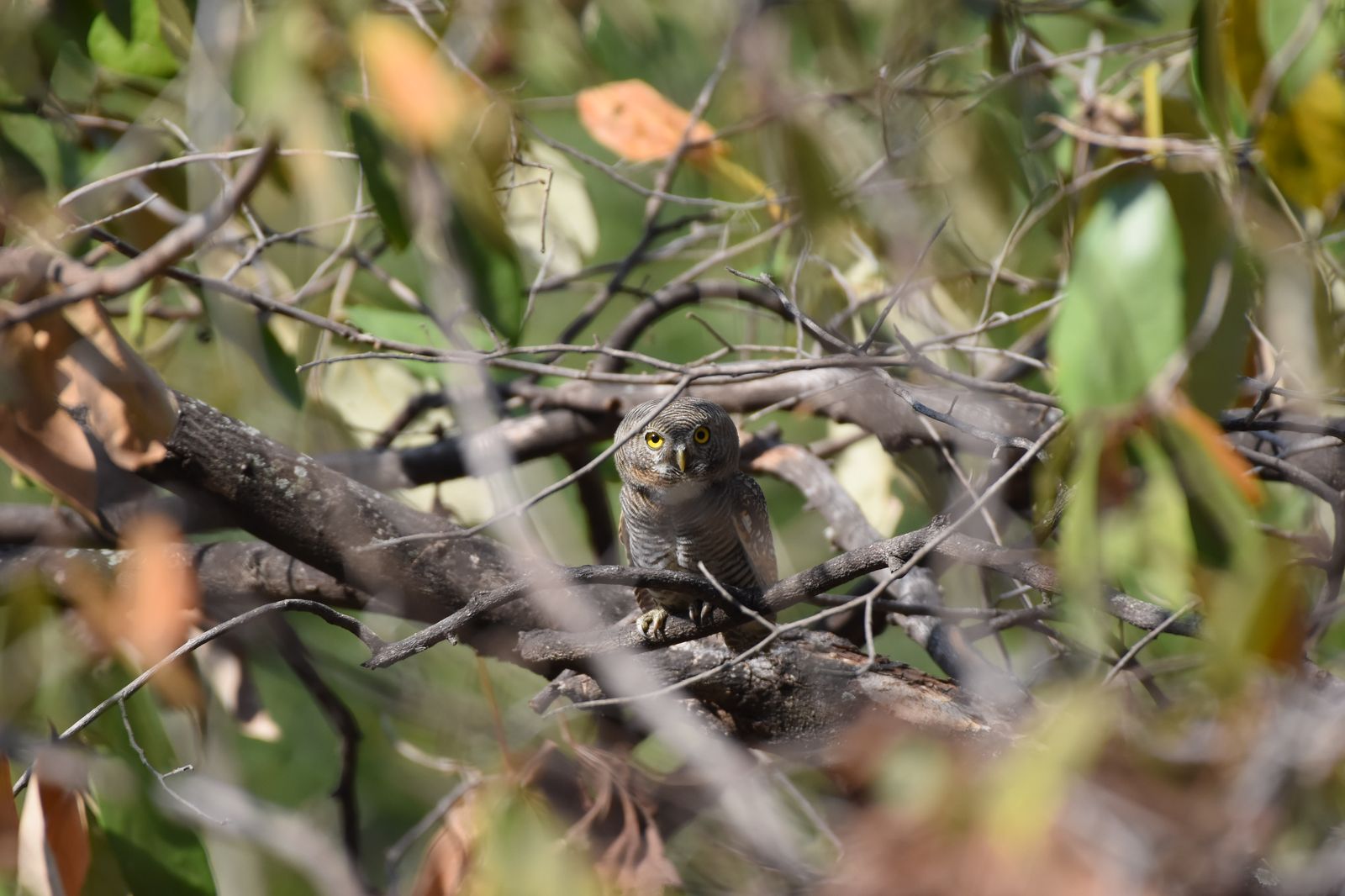 Barred Jungle Owlet (4)